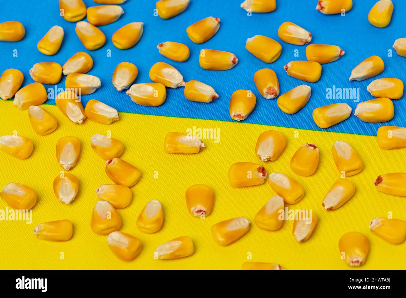 Ukraine flag and corn kernels. Agriculture exports, production and