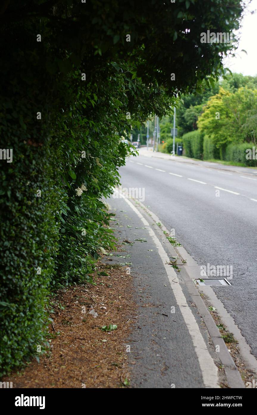 Garden hedgeovergrown and blocking the pavement with an out-of-focus highway road in the background. Stock Photo