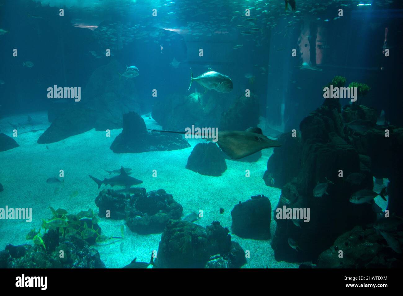 Lisbon Aquarium,Oceanário de Lisboa. Biggest aquarium in europe with sharks, stingray´s jack fishes. Marine life in big water tanks. Ocean water. Stock Photo