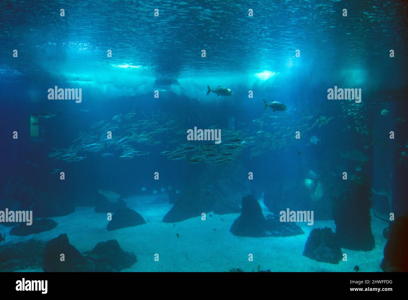 grill Bløde fødder analog Big aquarium hi-res stock photography and images - Alamy