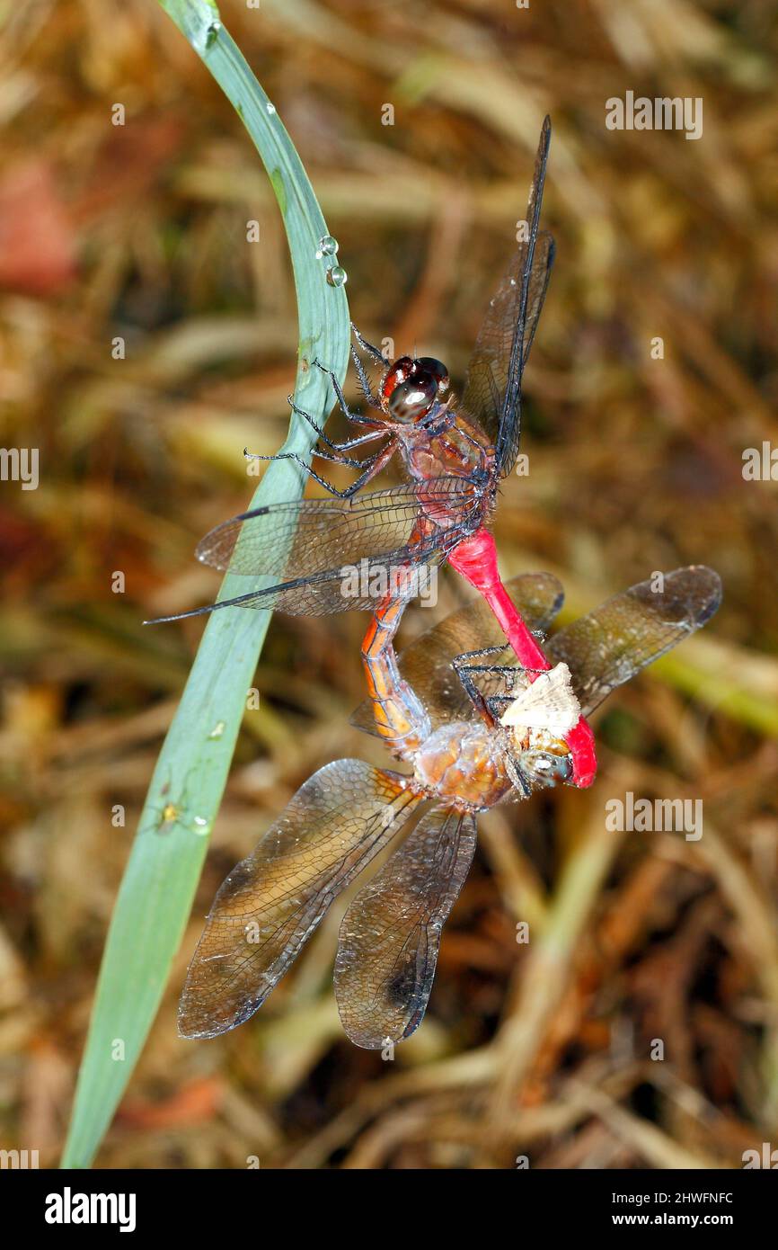 Fiery Skimmer Dragonfly, Orthetrum villosovittatum. Mating pair in wheel position. Female eating a moth. Coffs Harbour, NSW, Australia Stock Photo