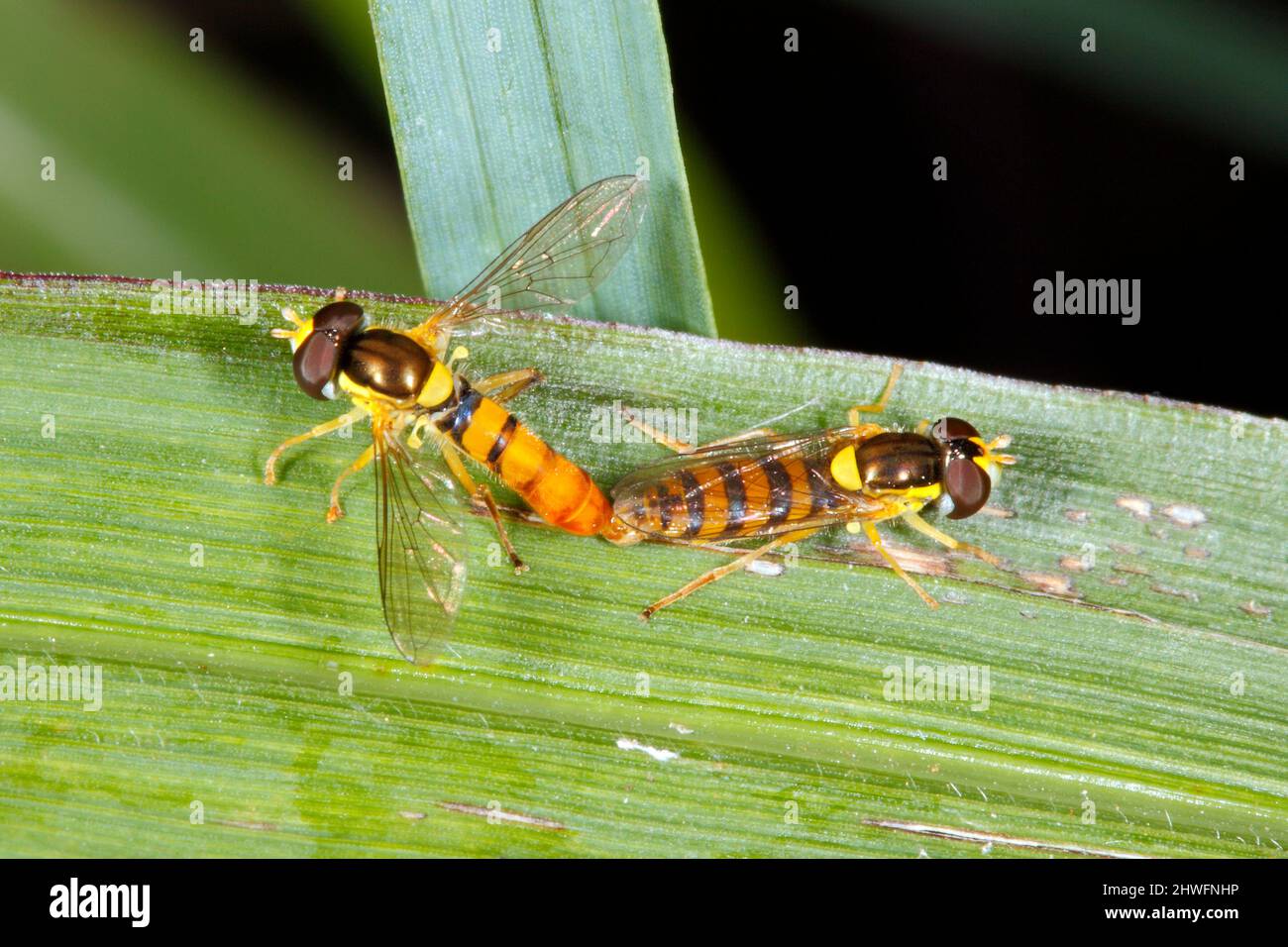 Probably Grey-banded Hoverfly, Episyrphus sp. Or this Hoverfly may be Episyrphus viridaureus. Also known as Black-banded Hoverfly and Flower fly. Mati Stock Photo