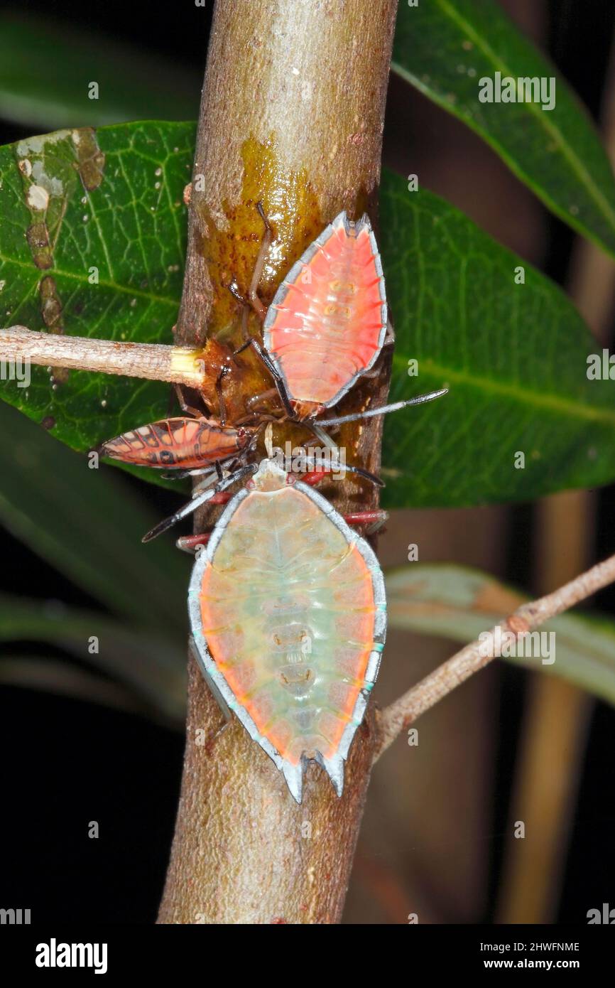 Lychee Stink Bug. Lyramorpha rosea. Also known as Litchi Stink Bug. Three different sized nymphs drinking tree sap.  Coffs Harbour, NSW, Australia Stock Photo