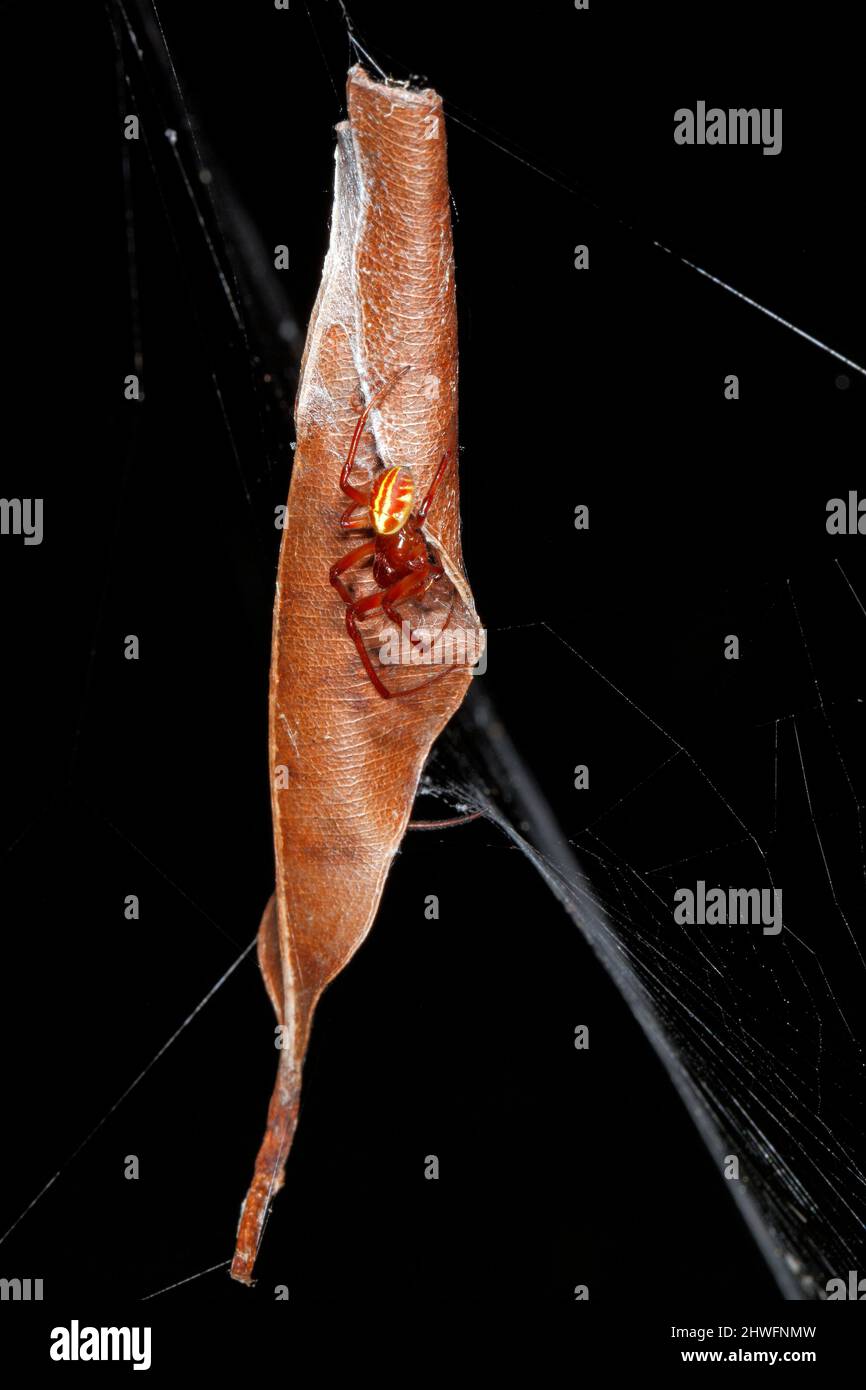 Leaf Curling Spider, Phonognatha graeffei. Sitting outside her home of a curled up dried leaf hanging from a web. Leaf-curling spiders are day-active Stock Photo