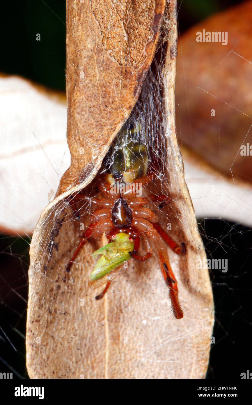 Leaf Curling Spider, Phonognatha graeffei. Sitting inside her home of a curled up dried leaf hanging from a web and eating prey of a small green insec Stock Photo