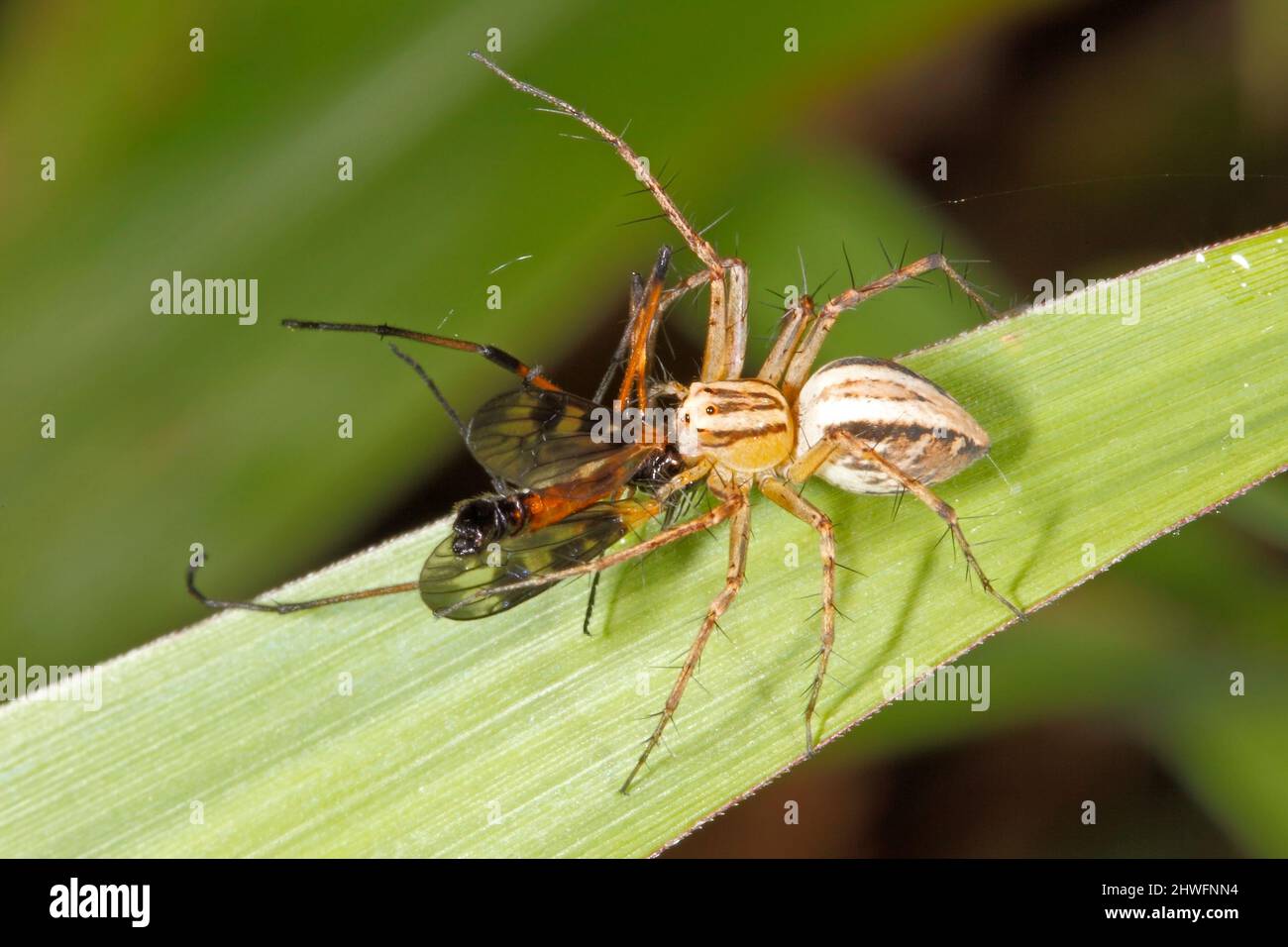 Elegant Lynx Spider, Oxyopes elegans. With prey of a fly on a grass blade. Coffs Harbour, NSW, Australia Stock Photo