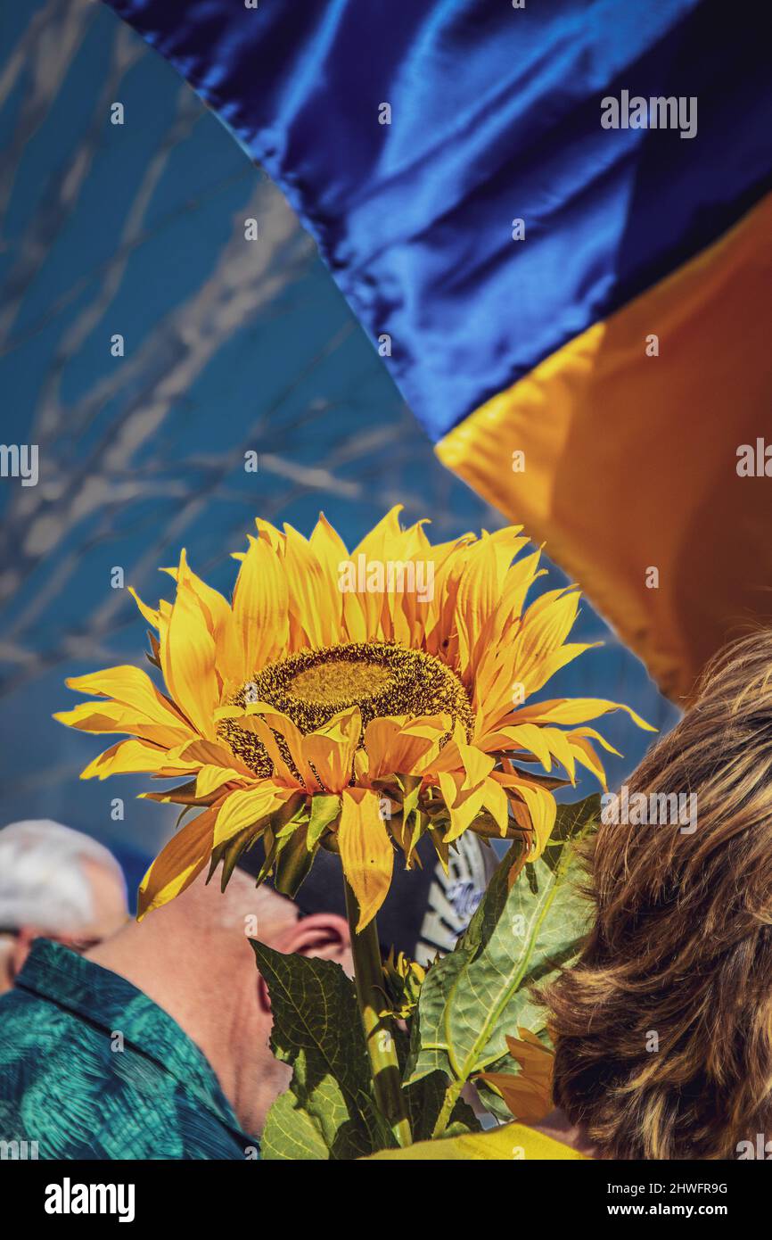 Pray for Ukraine - at pro-Ukraine rally, people bow their heads in prayer - woman holds giant sunflower and blurred flag flies behind them - Copy Spac Stock Photo