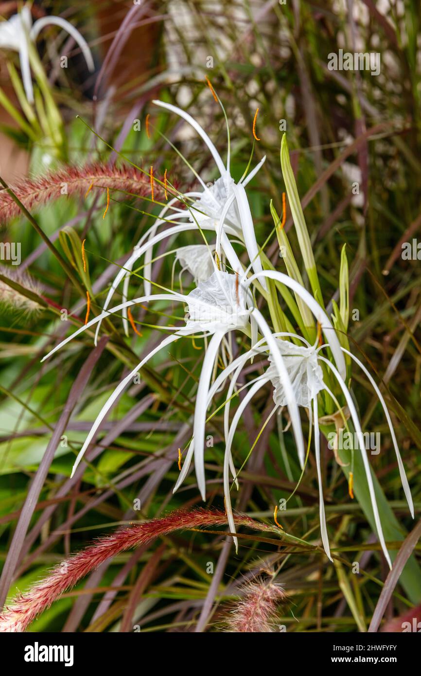 White blooming Spider Lily (Hymenocallis) in the garden. Bali, Indonesia. Stock Photo