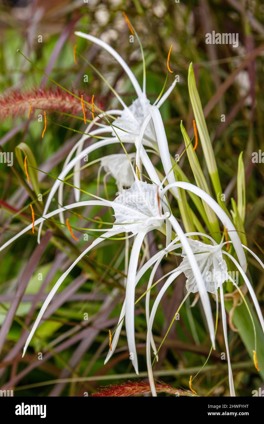 White blooming Spider Lily (Hymenocallis) in the garden. Bali, Indonesia. Stock Photo