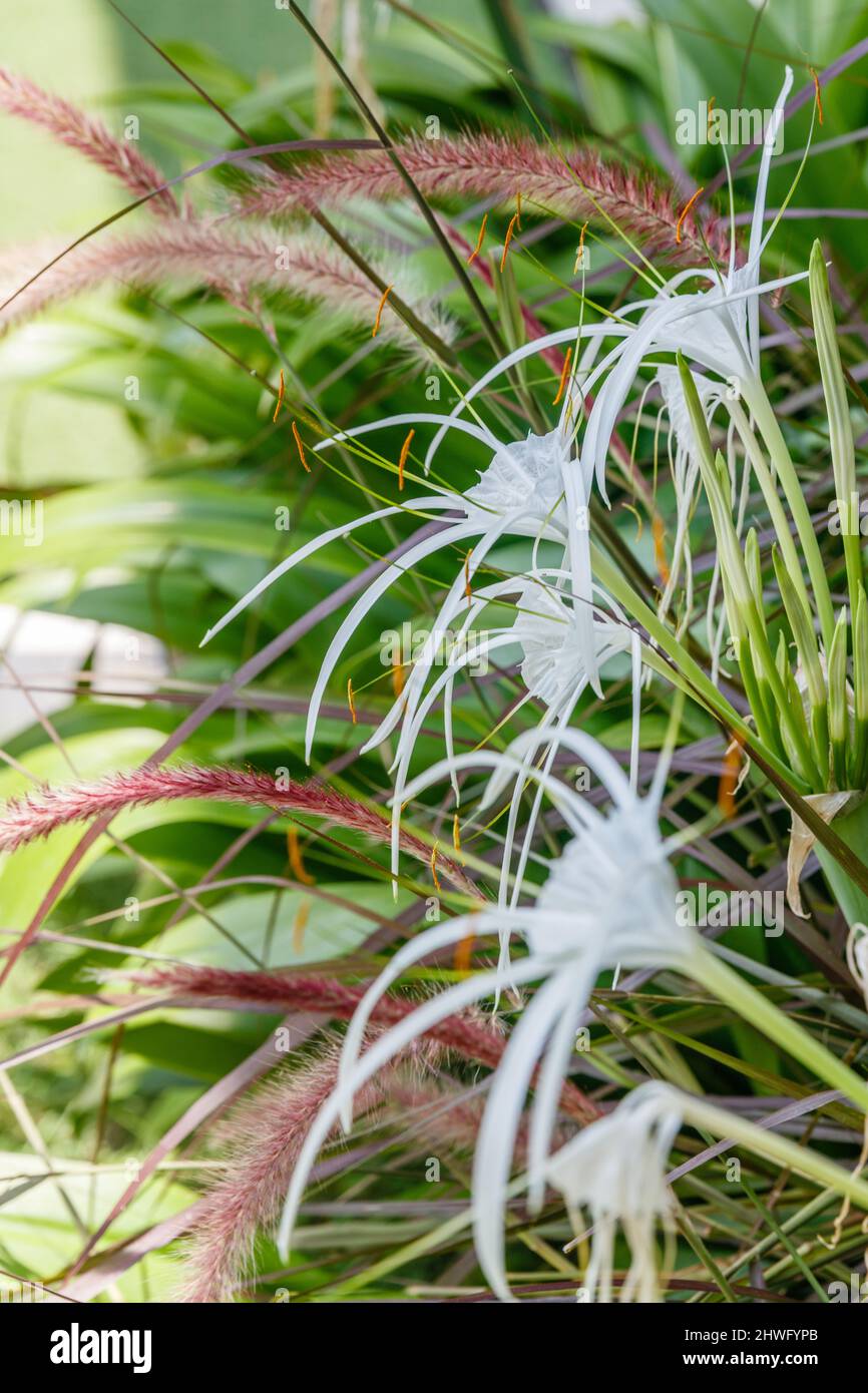 White blooming Spider Lily (Hymenocallis) in the garden. Bali, Indonesia. Stock Photo