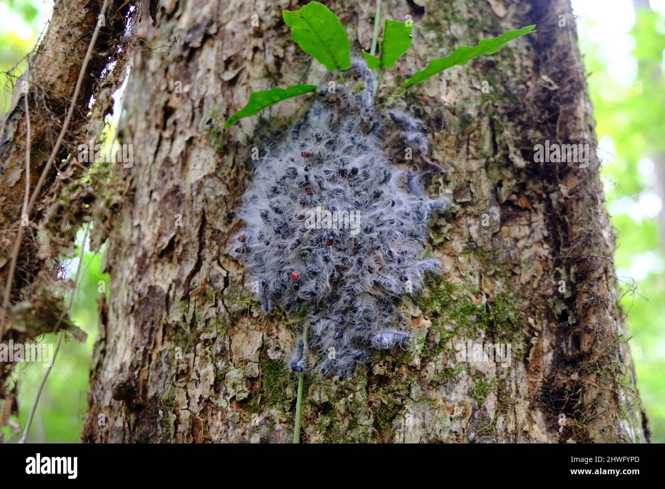 White Grey Fuzzy Caterpillar Nest on Tree Bark Stock Photo Alamy