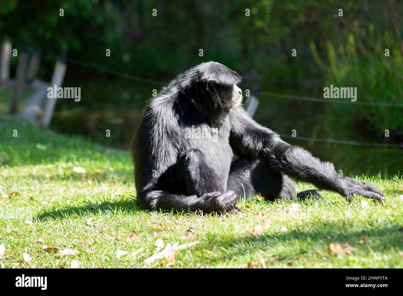 The siamang (Symphalangus syndactylus) is an arboreal, black-furred gibbon native to the forests of Indonesia, Malaysia, and Thailand. Stock Photo