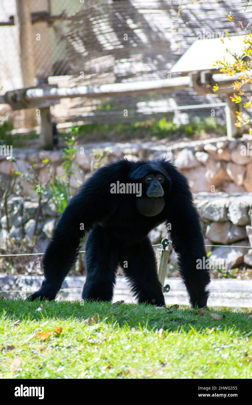 The siamang (Symphalangus syndactylus) is an arboreal, black-furred gibbon native to the forests of Indonesia, Malaysia, and Thailand. Stock Photo