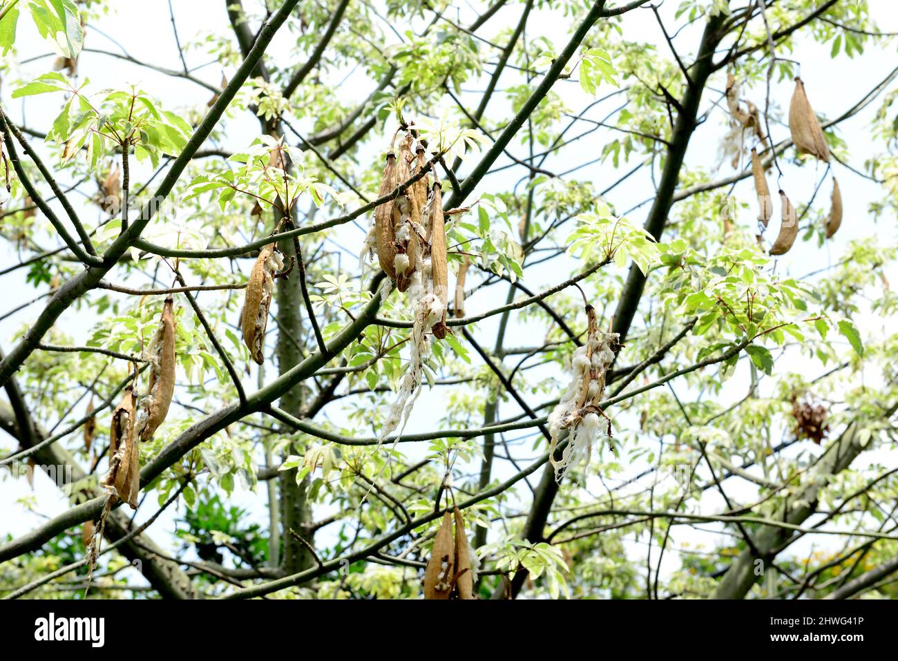 Kapok, Ceiba pentandra , White silk cotton tree, The trees produce