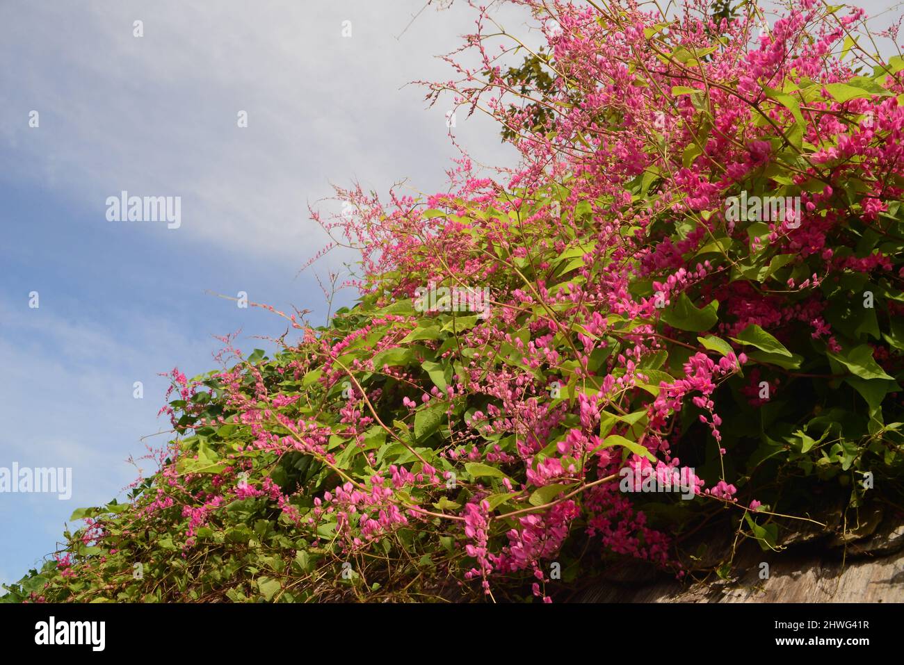 Chain of Love, Confederate Vinem, Coral Vine, Hearts on a Chain, Honolulu Creeper, Mexican Creeper, Mountain Rose, Pink Vine Stock Photo