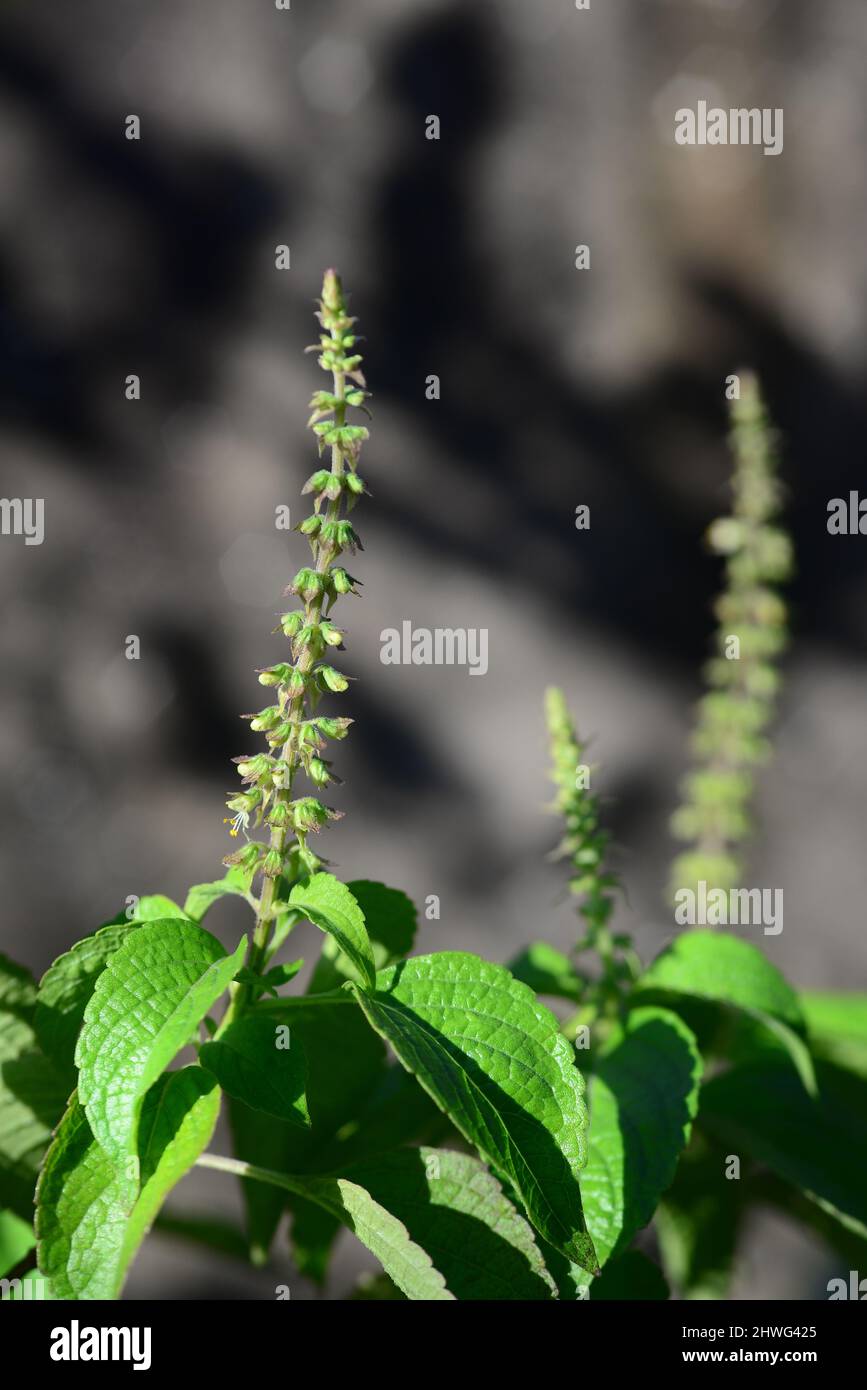 The tree basil plant has many names depending upon where it is grown. Among them are African basil, shrubby basil, Vana Tulsi, clove basil, or Ocimum Stock Photo