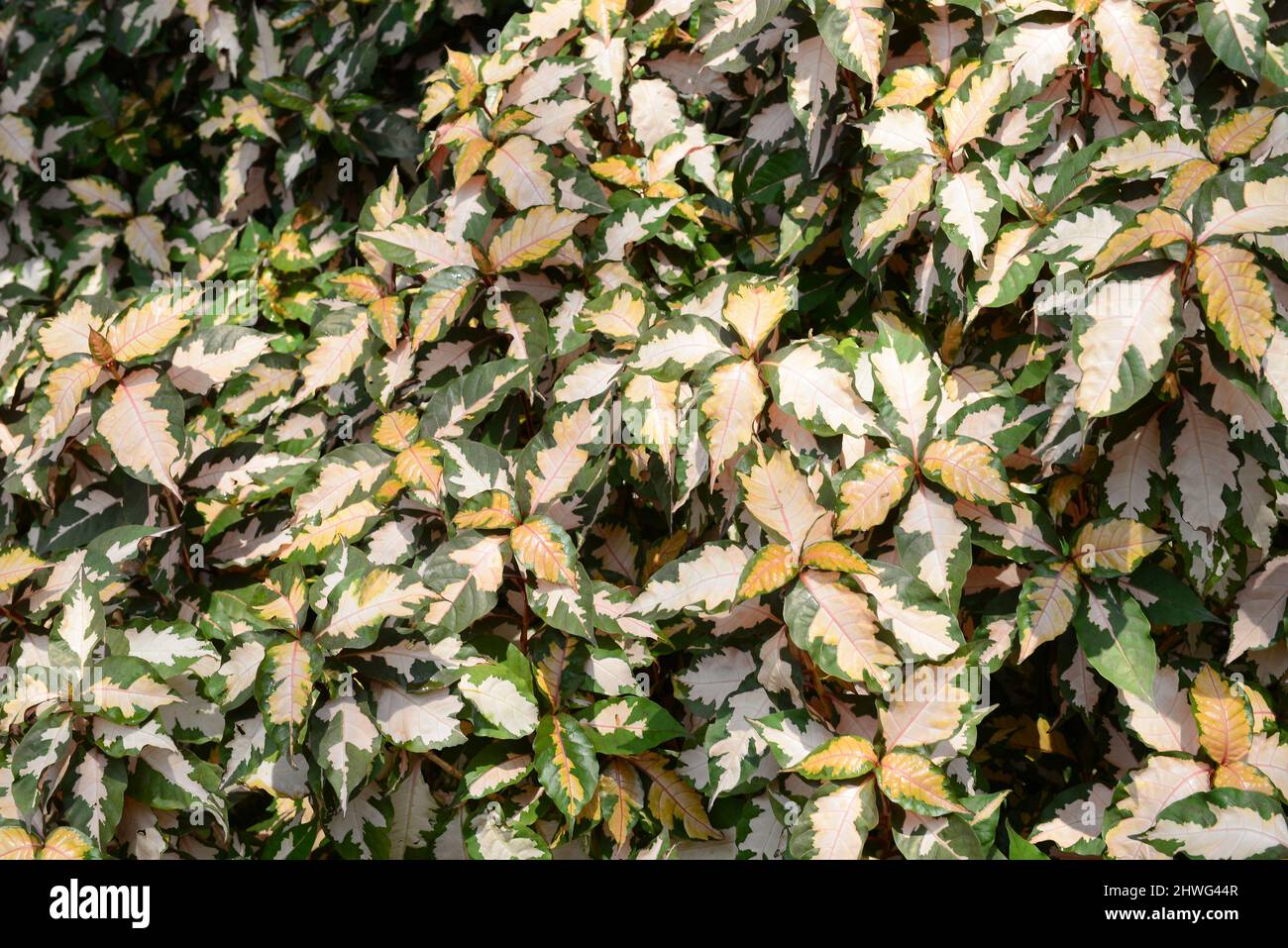 monstera rhaphidophora tetrasperma variegata Rhaphidophora Tetrasperma Variegata (Monstera Minima Variegata) – Foliage  Dreams main image 0