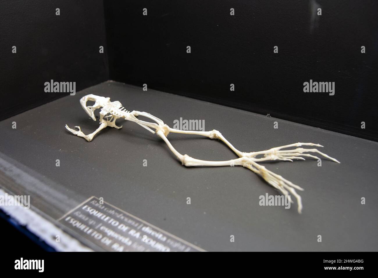 American bullfrog skeleton, rana Catesbeiana Stock Photo - Alamy
