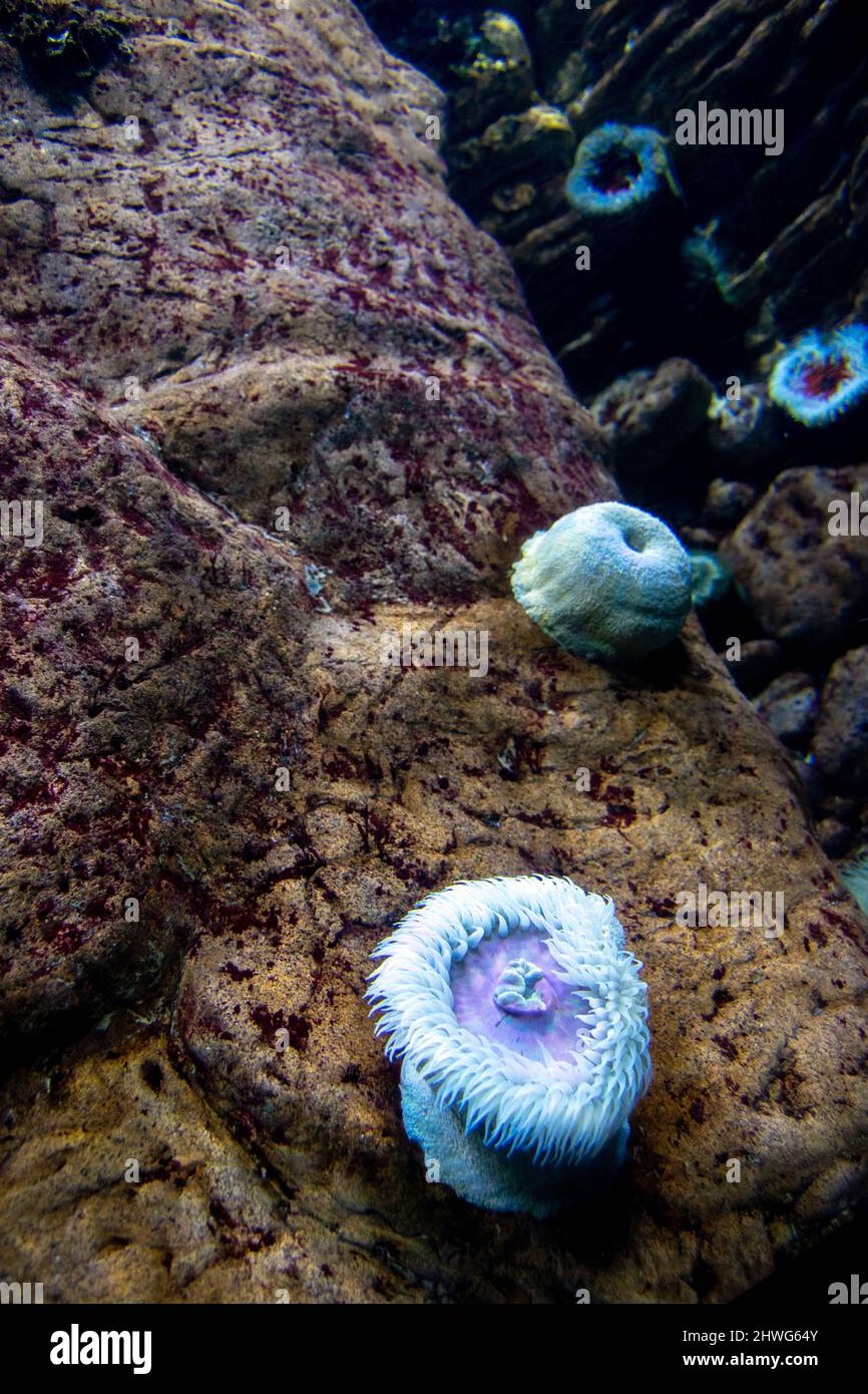 The sandy anemone (Bunodactis reynaudi) is a species of sea anemone in the family Actiniidae. Colors of anemones on the ocean, Bunodactis reynaud. Stock Photo
