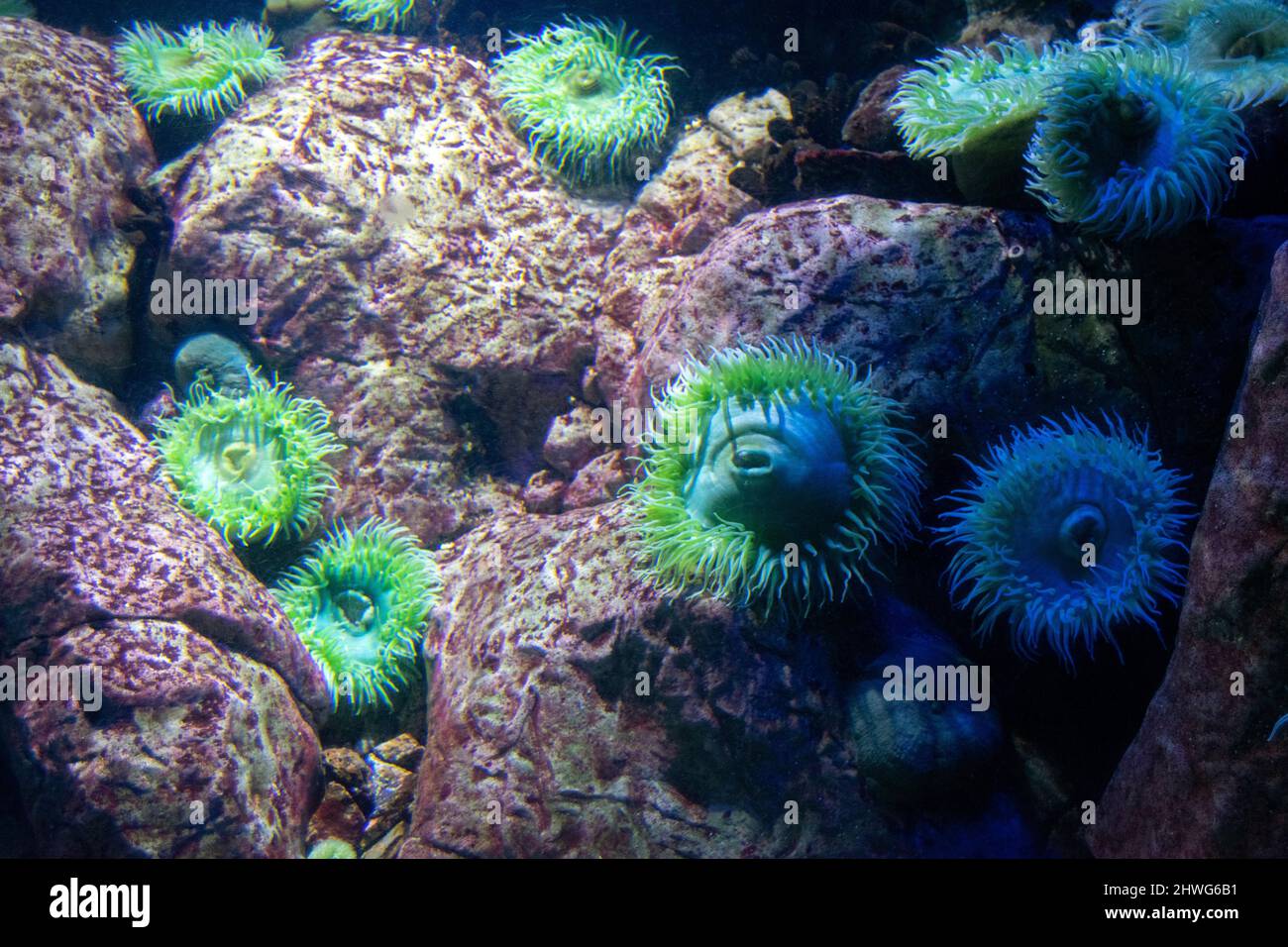 The sandy anemone (Bunodactis reynaudi) is a species of sea anemone in the family Actiniidae. Giant green anemone on reef at Oceanário Lisboa. Stock Photo