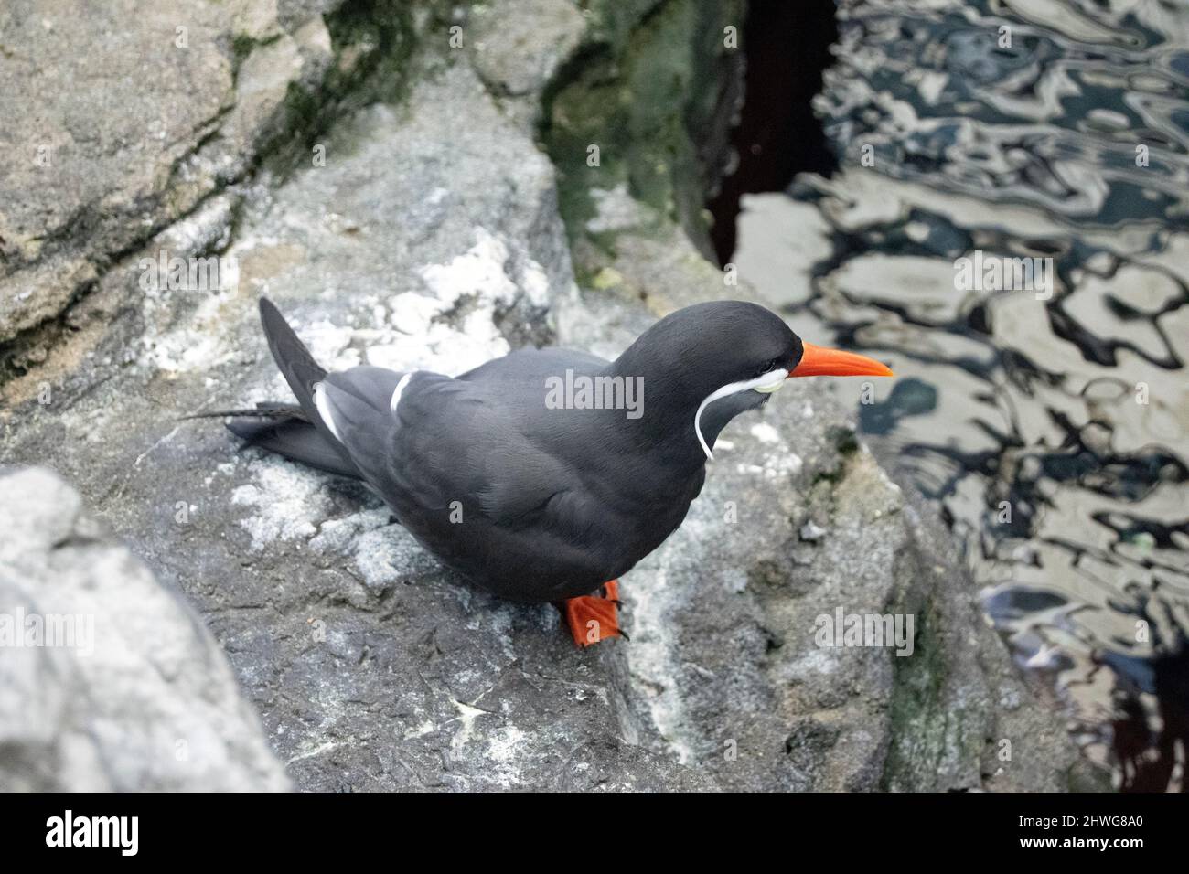 The Inca tern (Larosterna inca) is a tern in the family Laridae. It is the only member of the genus Larosterna. Breed on rocky cliffs. Stock Photo