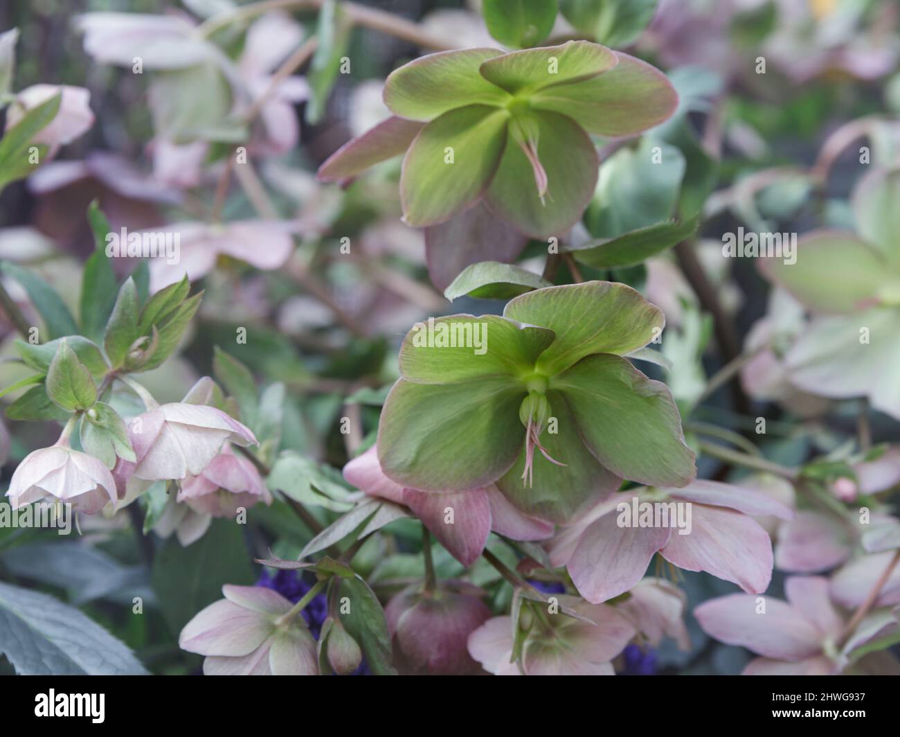 Helleborus in organic garden, known as Winter rose, Christmas rose and Lenten rose. Family name Ranunculaceae, Scientific name Hellebores. Nature and Stock Photo