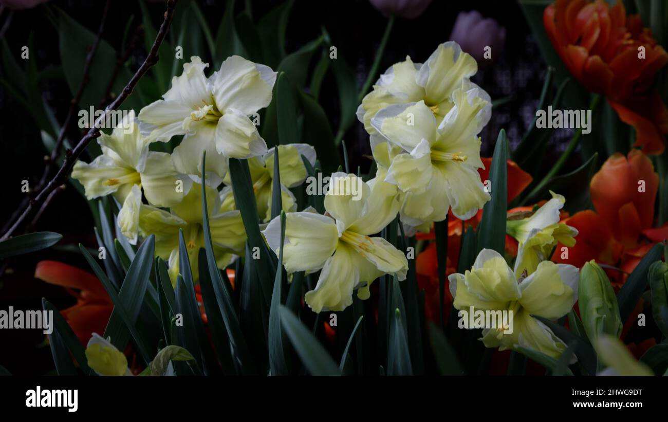 Flowers daffodils. Narcissus yellow and white. Spring flowering bulb plants in spring . Selective focus Stock Photo