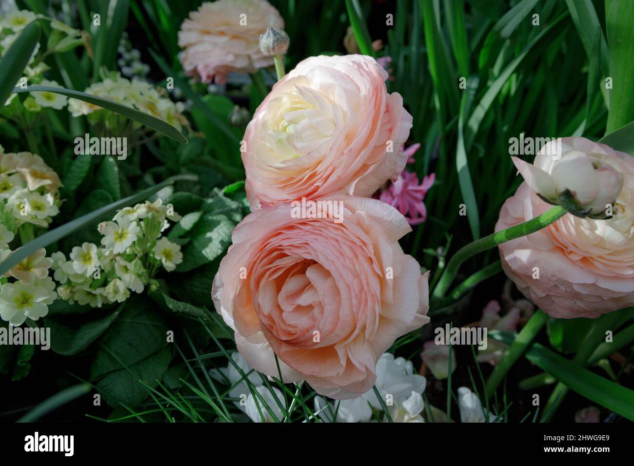Ranunculus asiaticus or Persian buttercup Pink flower. Ranunculus is good spring choice for borders, pots and containers Stock Photo