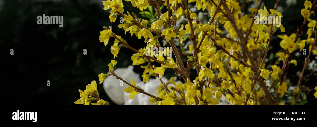 Closeup of blooming Forsythia twigs on a bright spring day springtime concept and springtime background Stock Photo