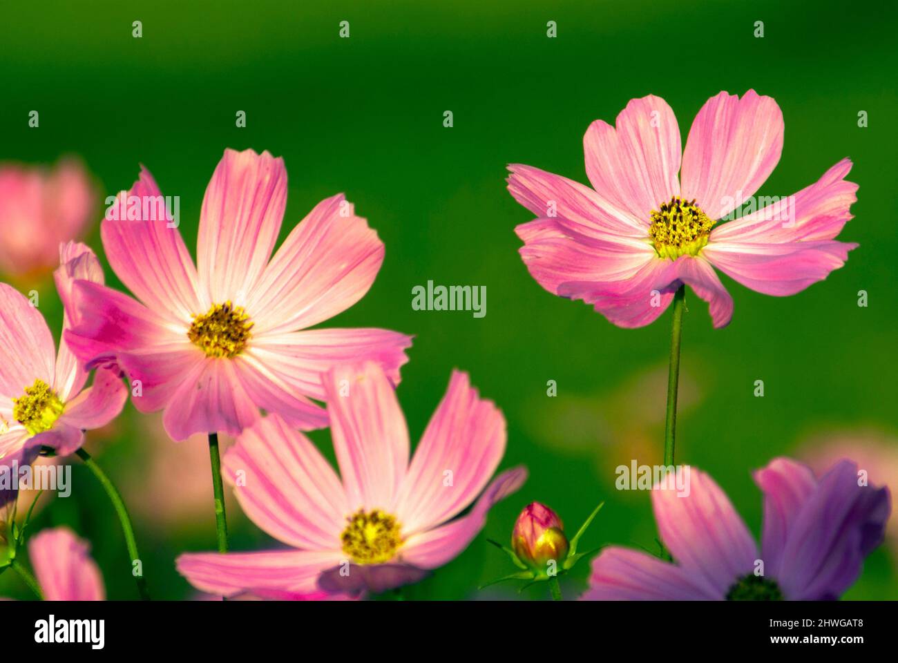 Light pink cosmos flower hi-res stock photography and images - Alamy