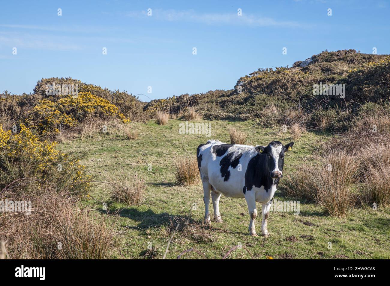 Goleen, Cork, Ireland. 05th March, 2022.  A friesian cow wandering on a hillside near Goleen, Co. Cork, Ireland. - Credit; David Creedon / Alamy Live News Stock Photo
