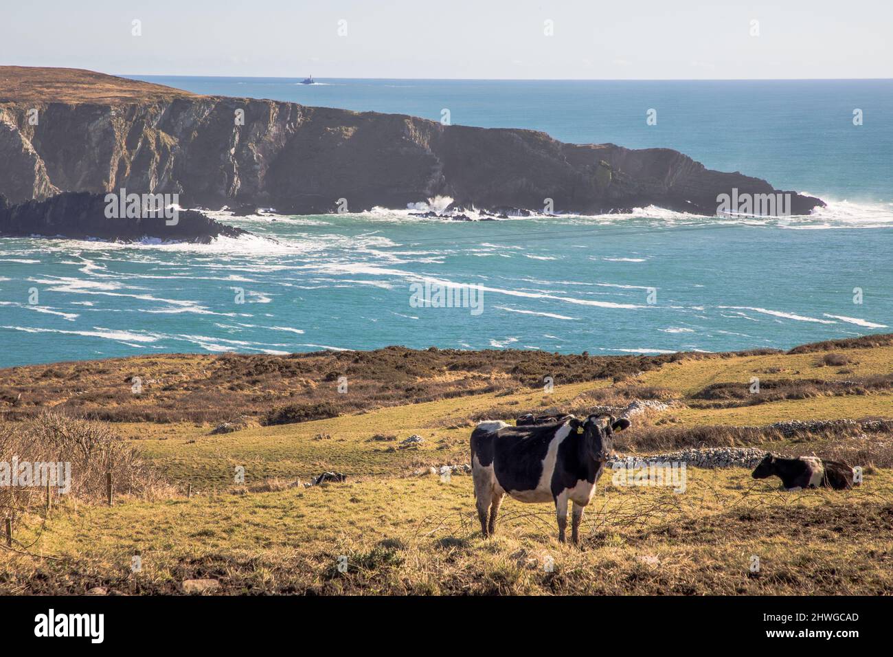 Mizen Head, Cork, Ireland. 05th March,2022.  Friesians graze on slopes overlooking the Mizen Peninsula with the Fasnet Rock visable in the background in West Cork, Ireland. - Credit; David Creedon / Alamy Live News Stock Photo