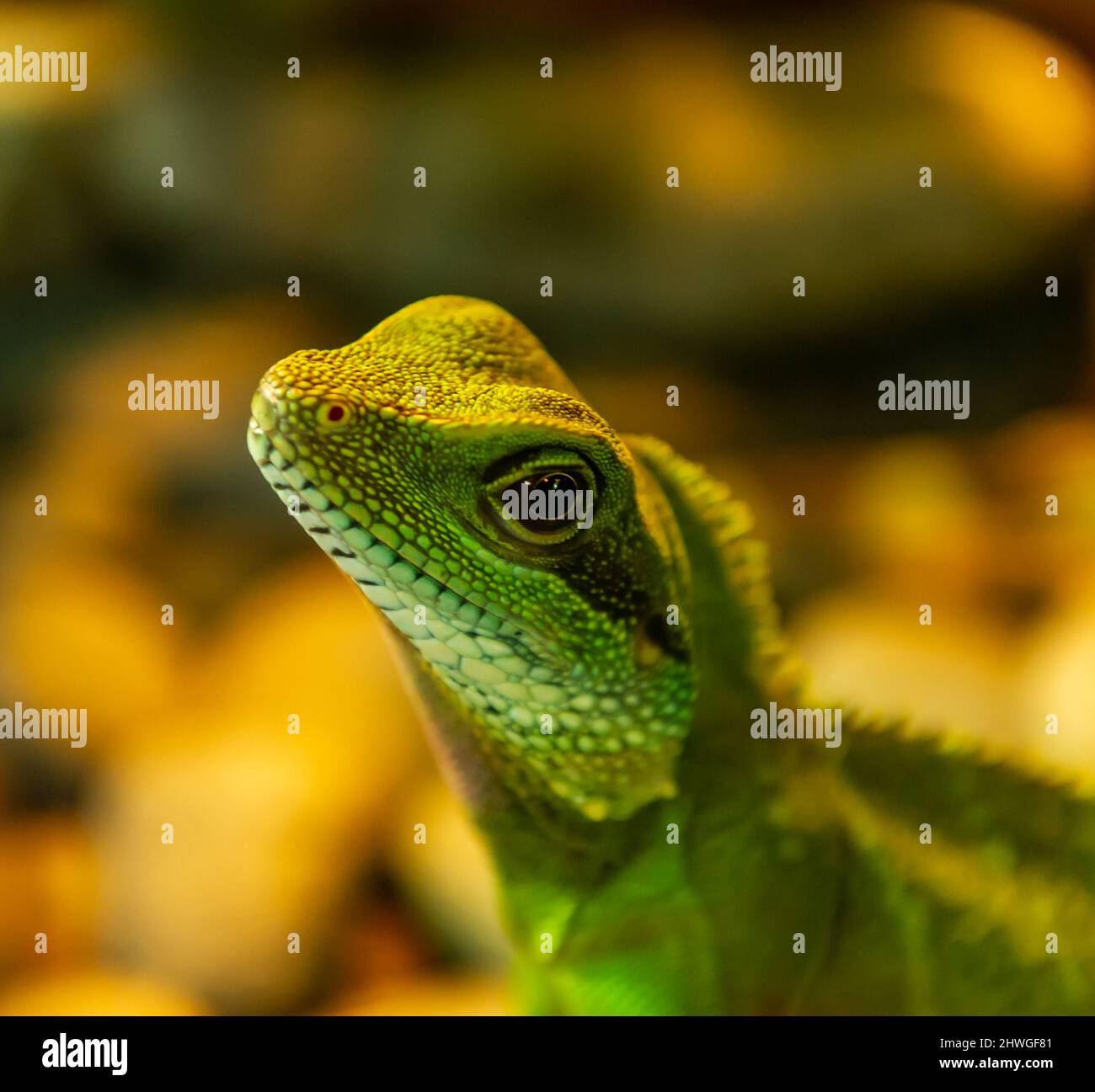 Green Water Dragon Stock Photo Alamy