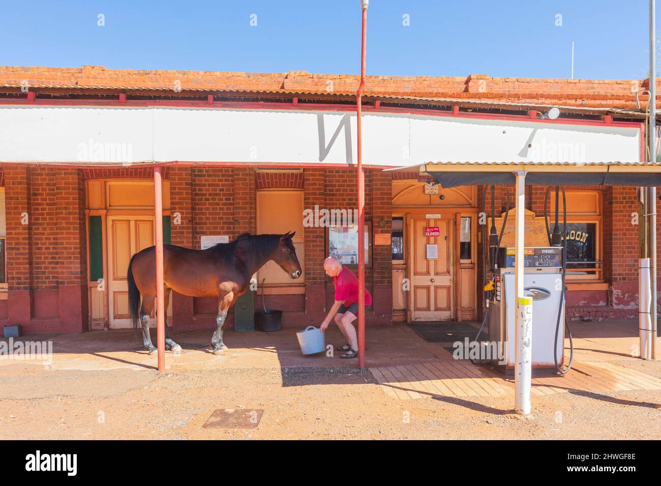 Willie is the iconic horse living outside the Grand Hotel bush pub, Goldfields, Kookynie, Australian Outback, near Kalgoorlie, Western Australia, WA, Stock Photo
