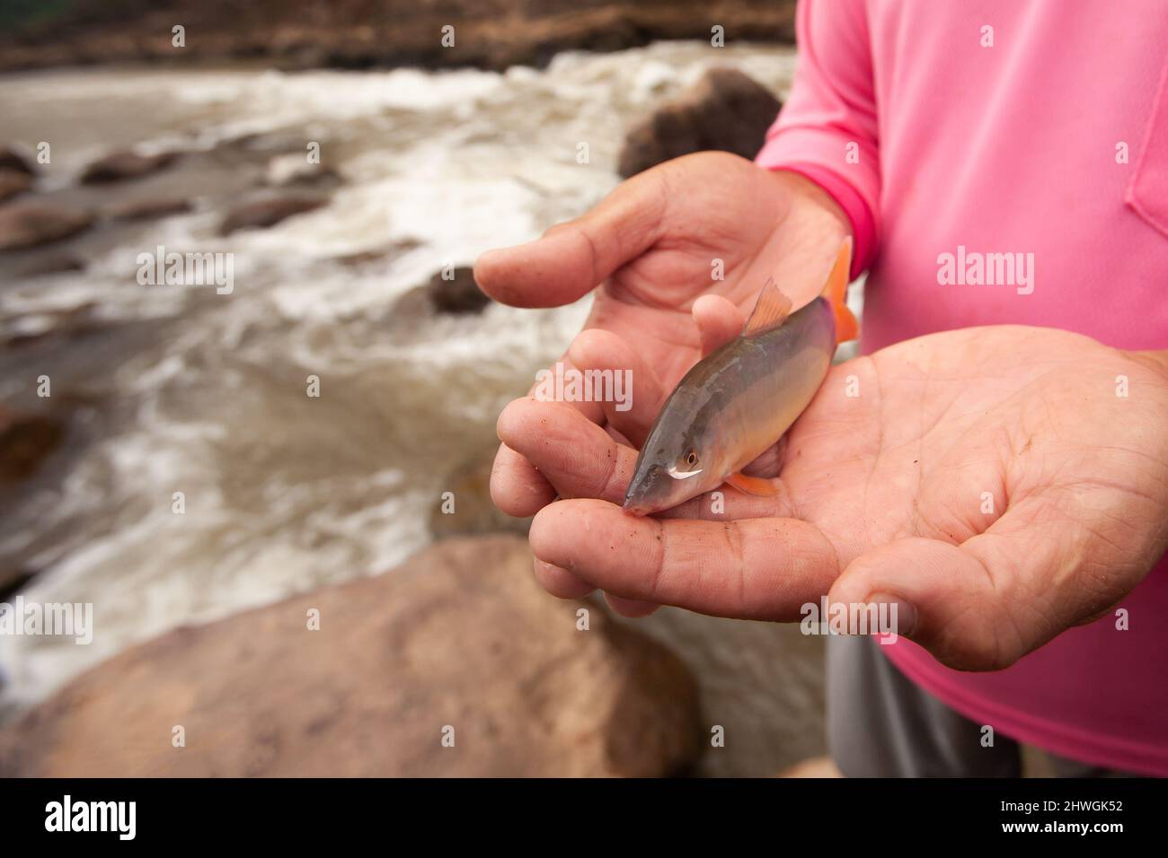 Botia or Loach in fisherman's hands, beauty barbel or canine tooth near the mouth. Freshwater fish. Local fishing at Nan River, north Thailand. Stock Photo