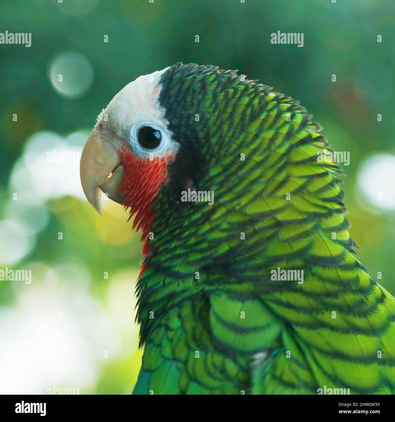 rose-throated amazon parrot bird in close up Stock Photo