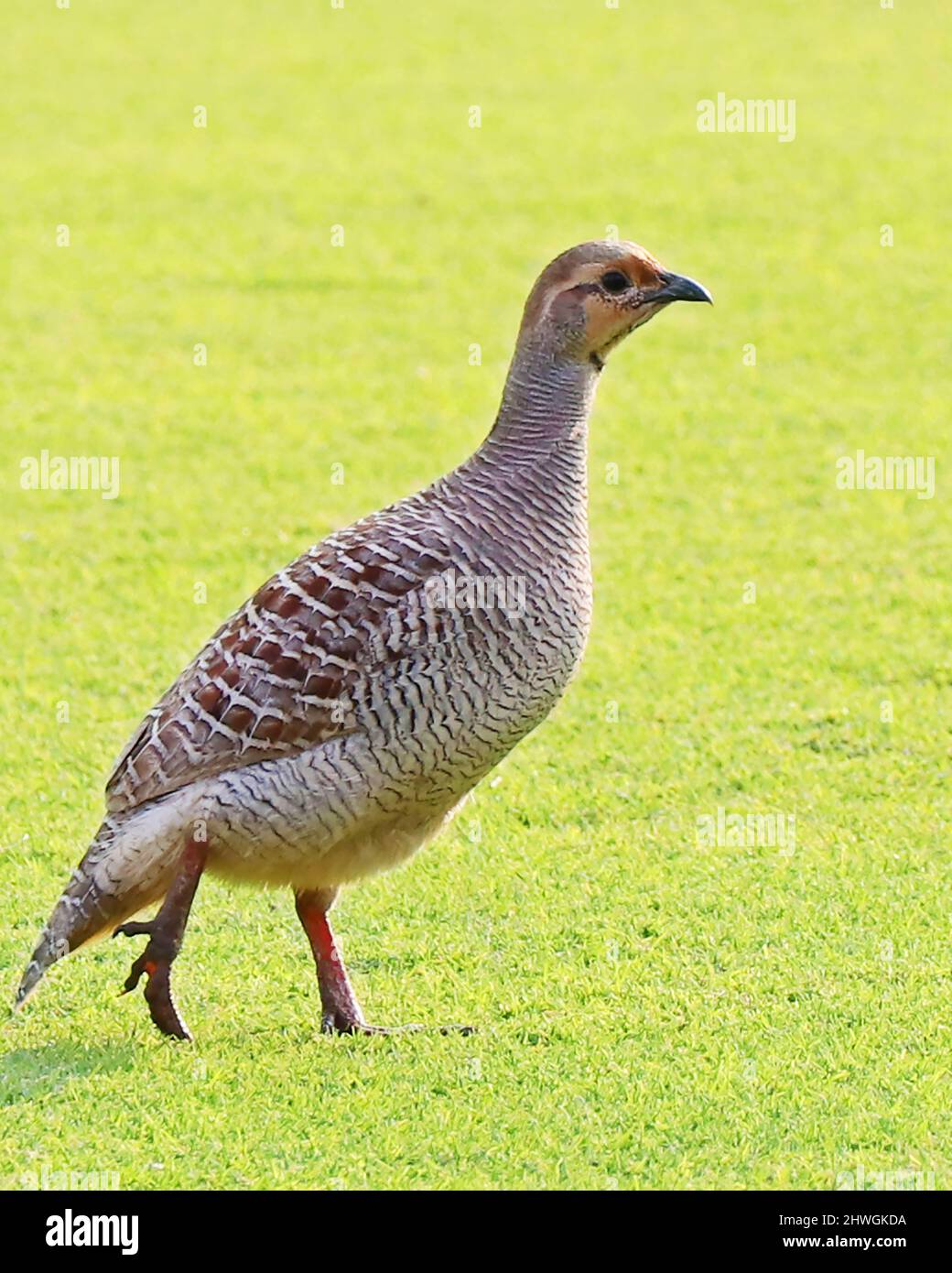 quail bird in a free range green field Stock Photo Alamy