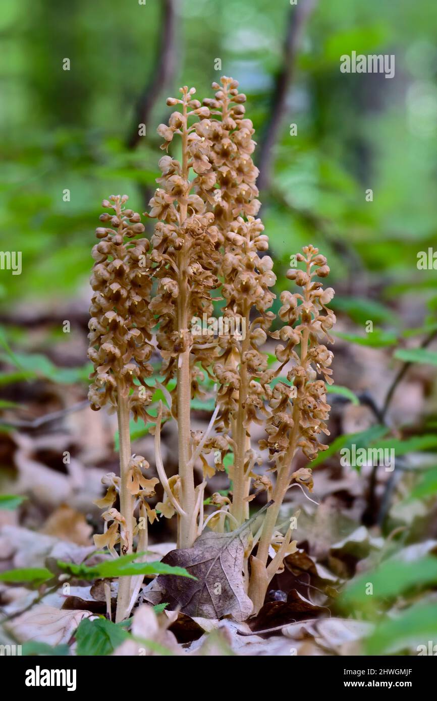 Bird's-nest Orchid - Neottia nidus-avis, unique orchid from European and Asian forests, Zlin, Czech Republic. Stock Photo