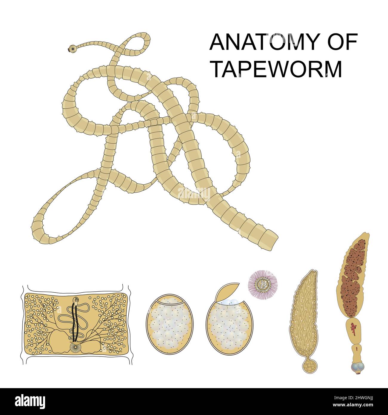 Structure of tapeworm. Illustration on isolated background Stock Photo