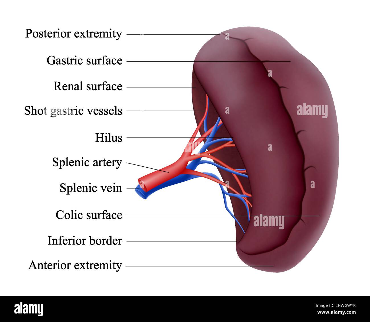 Human spleen anatomy. Unpaired parenchymal organ of the abdominal cavity. Gland. Splenic vein. Realistic 3d vector isolated illustration. Stock Vector