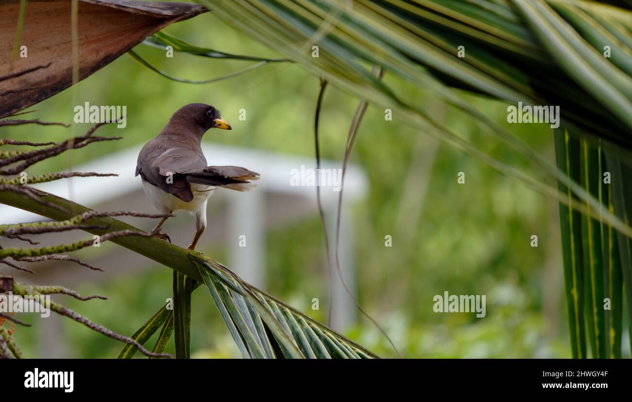 Close up of a bird on palm tree Stock Photo
