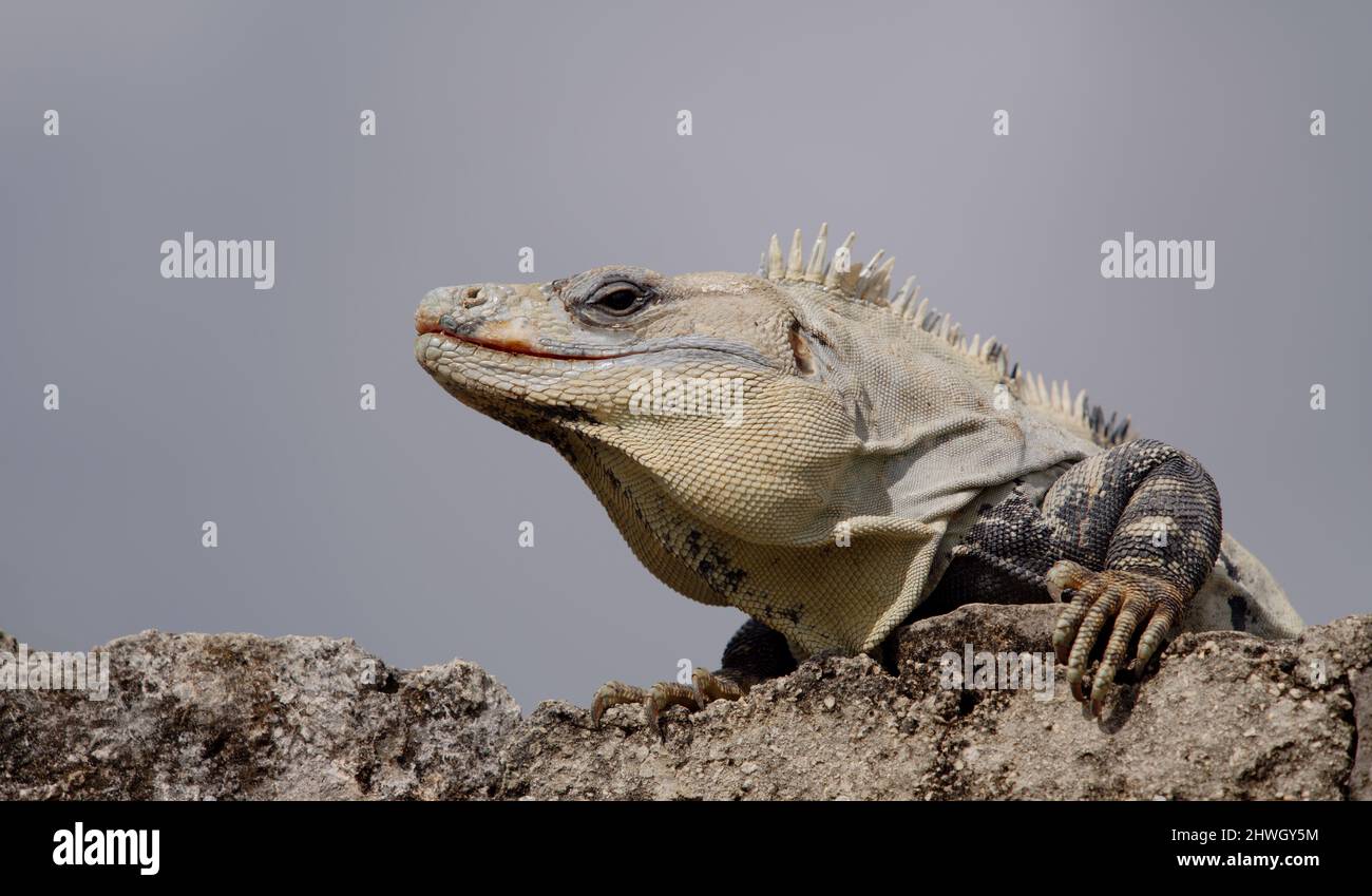 Portrait shot of an iguana Stock Photo