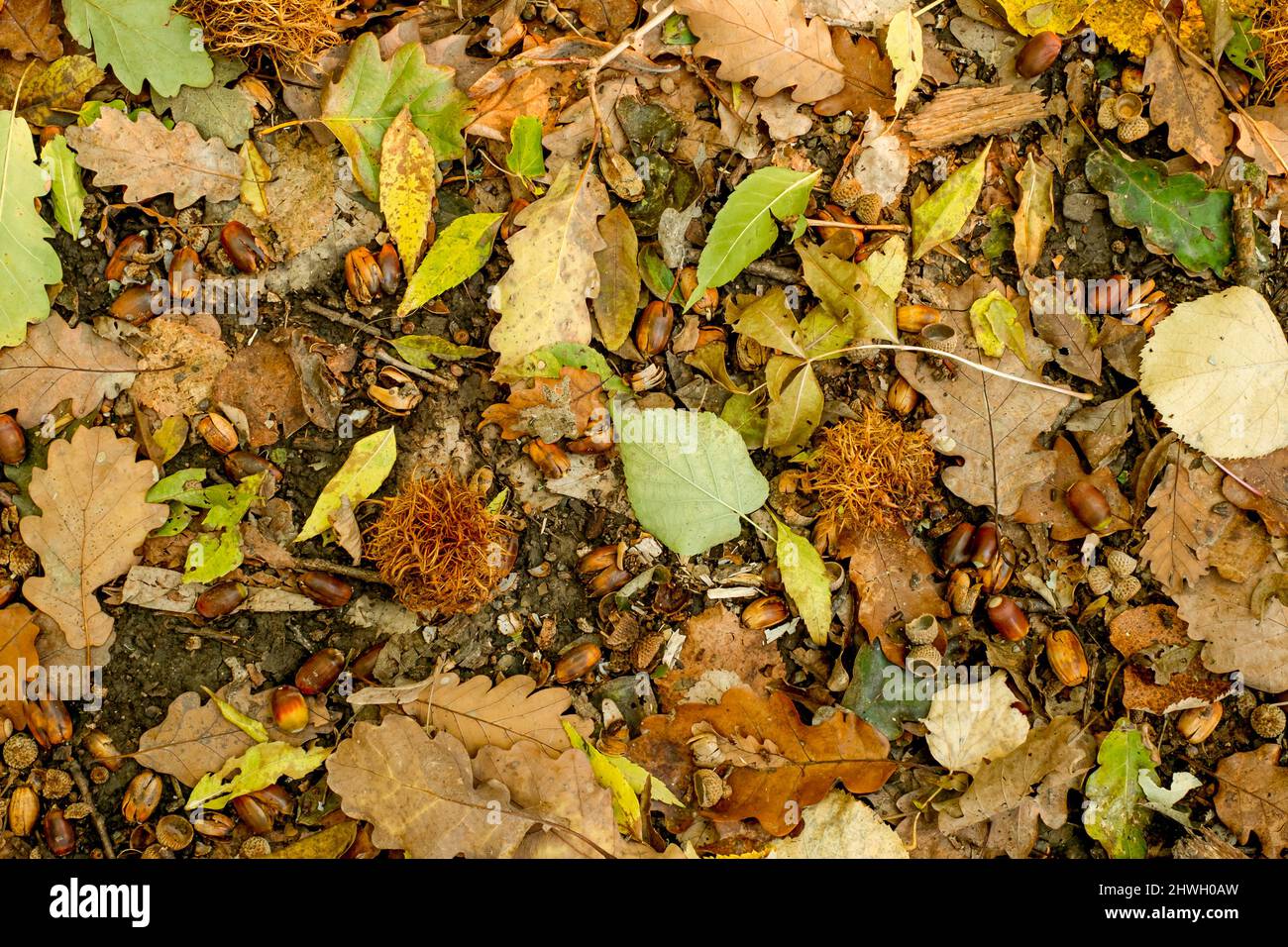 Background of colorful autumn leaves on forest floor Stock Photo - Alamy