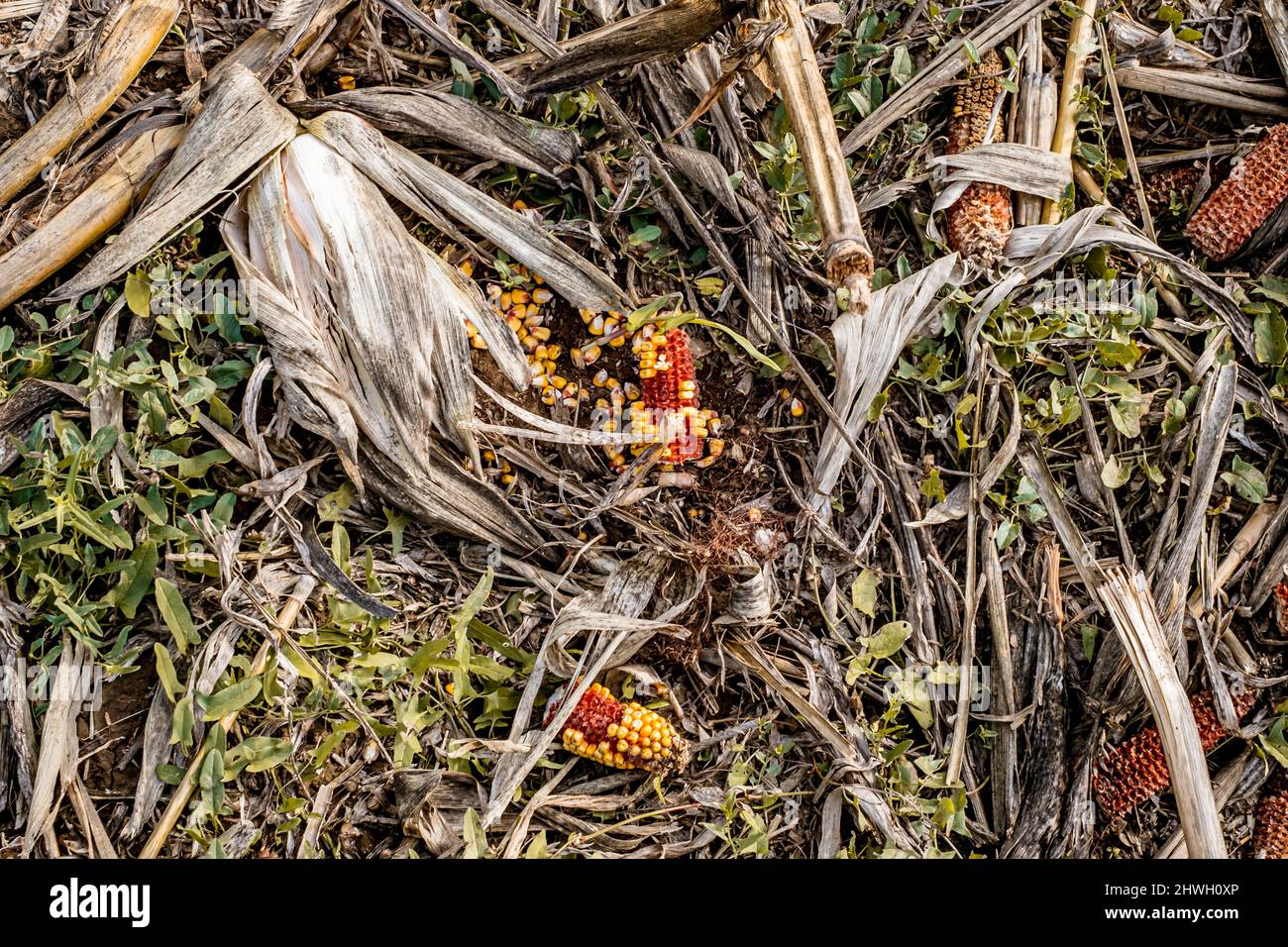 Leftover corn cob after threshing. Waste of food. top view Stock Photo