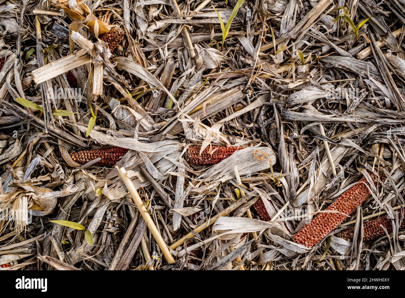 Leftover corn cob after threshing. Waste of food. top view Stock Photo