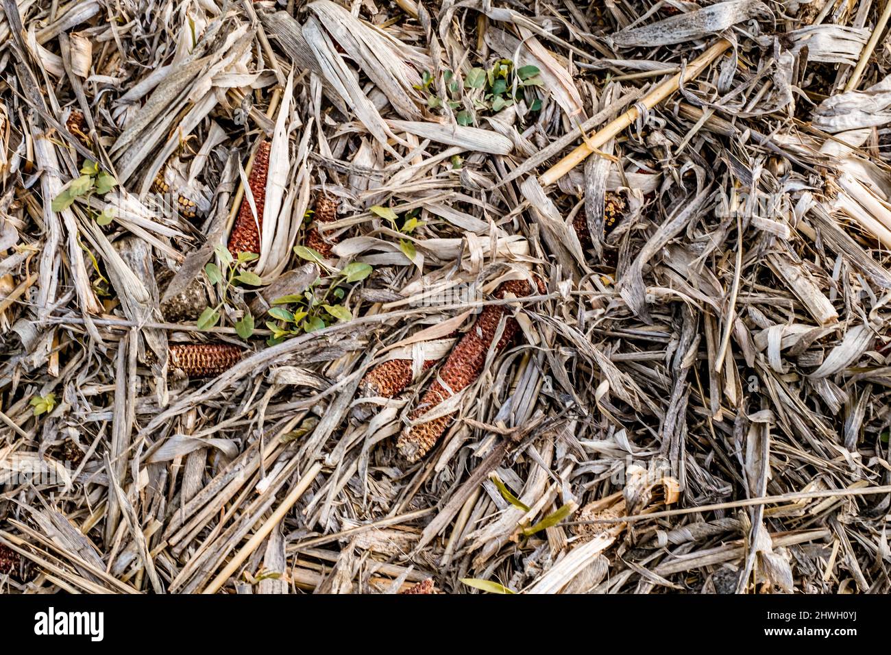 Leftover corn cob after threshing. Waste of food. top view Stock Photo