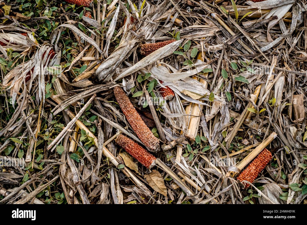 Leftover corn cob after threshing. Waste of food. top view Stock Photo