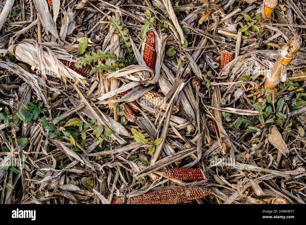 Leftover corn cob after threshing. Waste of food. top view Stock Photo