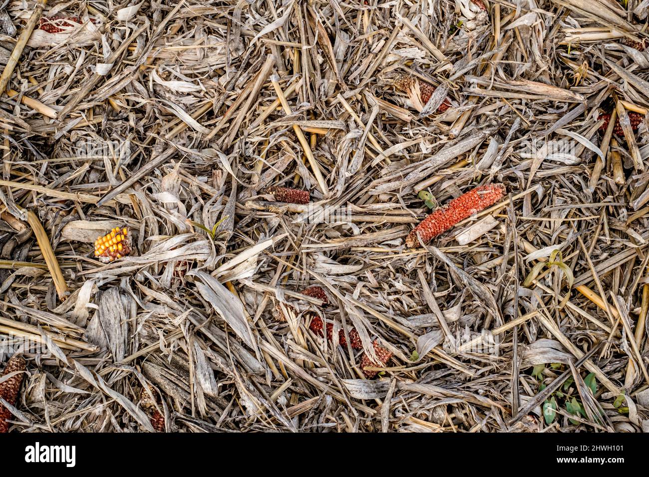 Leftover corn cob after threshing. Waste of food. top view Stock Photo
