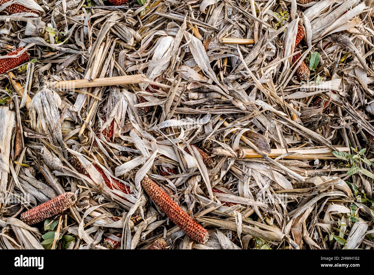 Leftover corn cob after threshing. Waste of food. top view Stock Photo